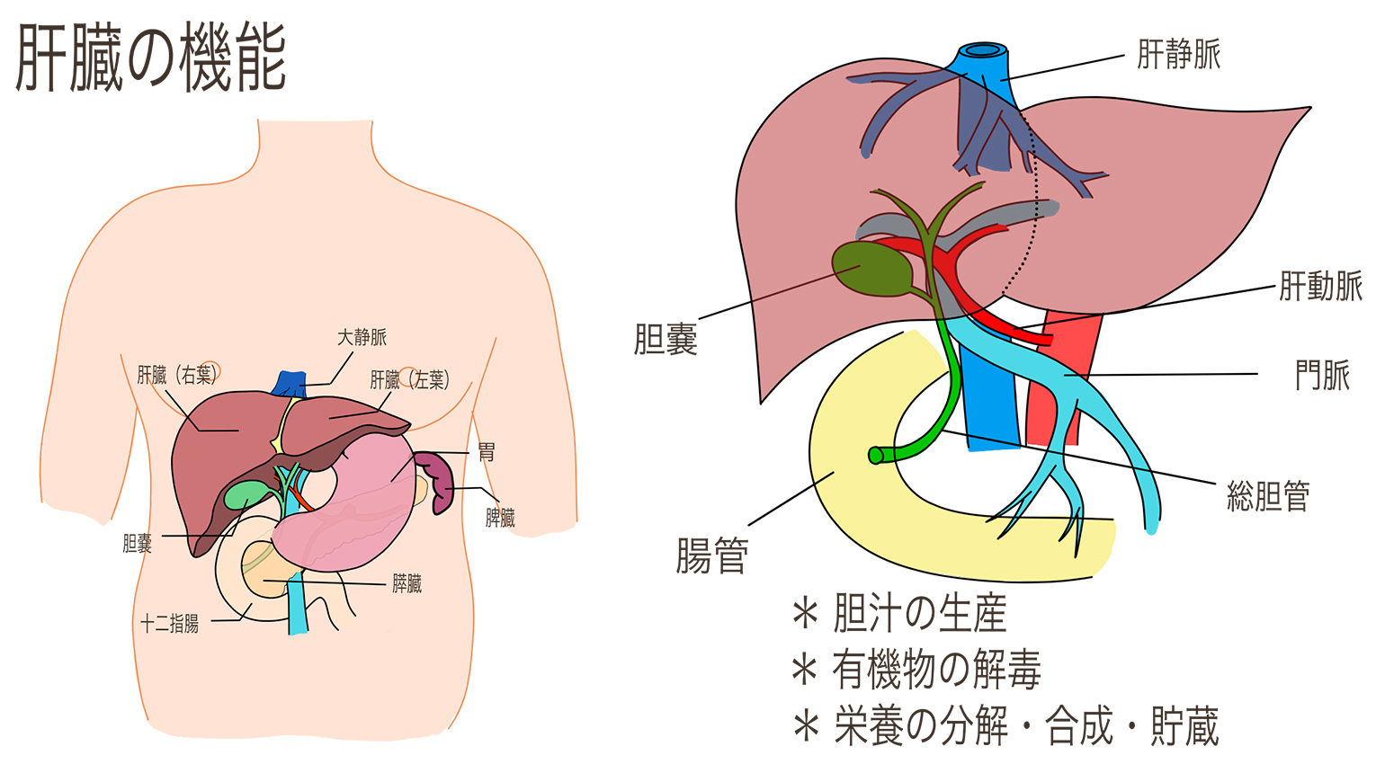 肝臓の外科―肝切除から肝移植へ 小沢和恵