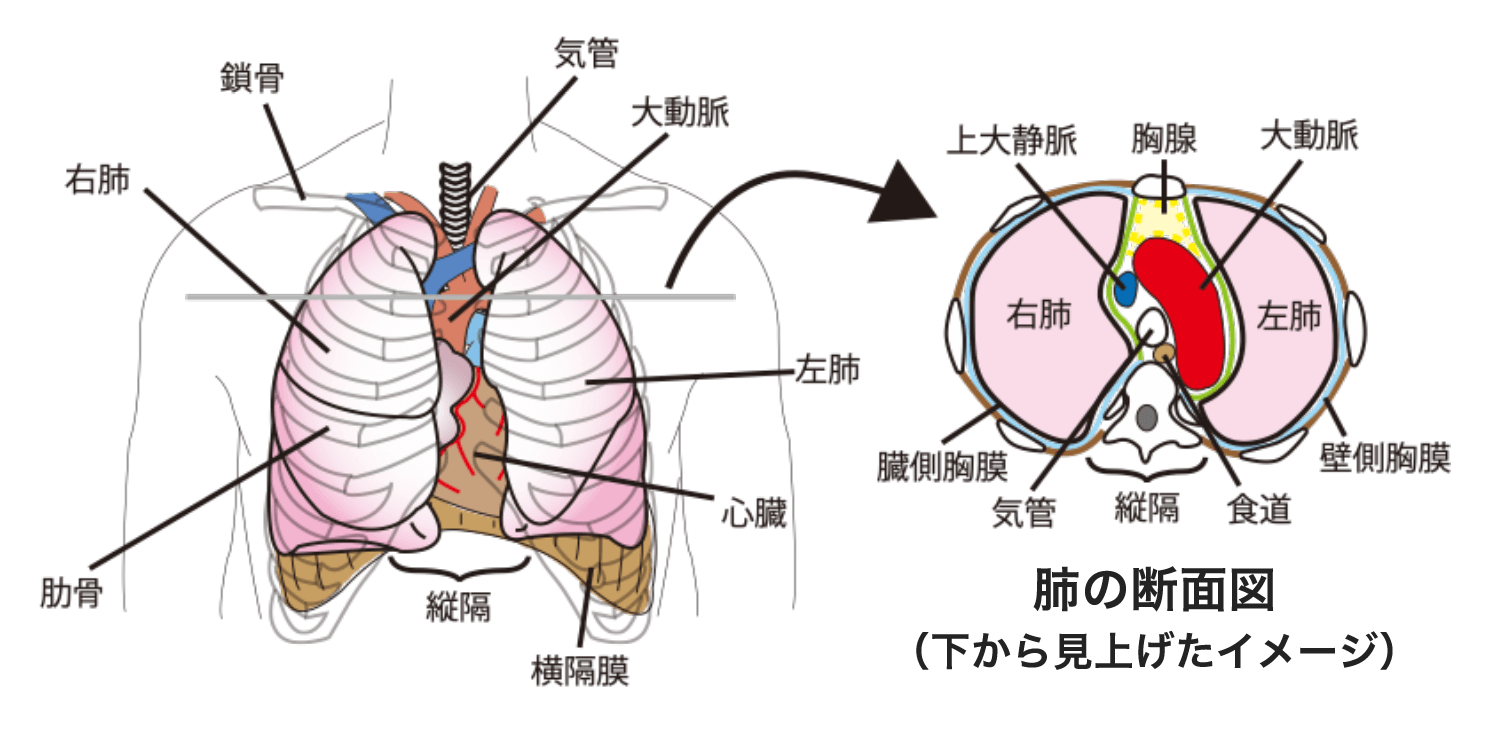 肺の解剖と機能について 診療案内 信州大学 医学部外科学教室 呼吸器外科学分野