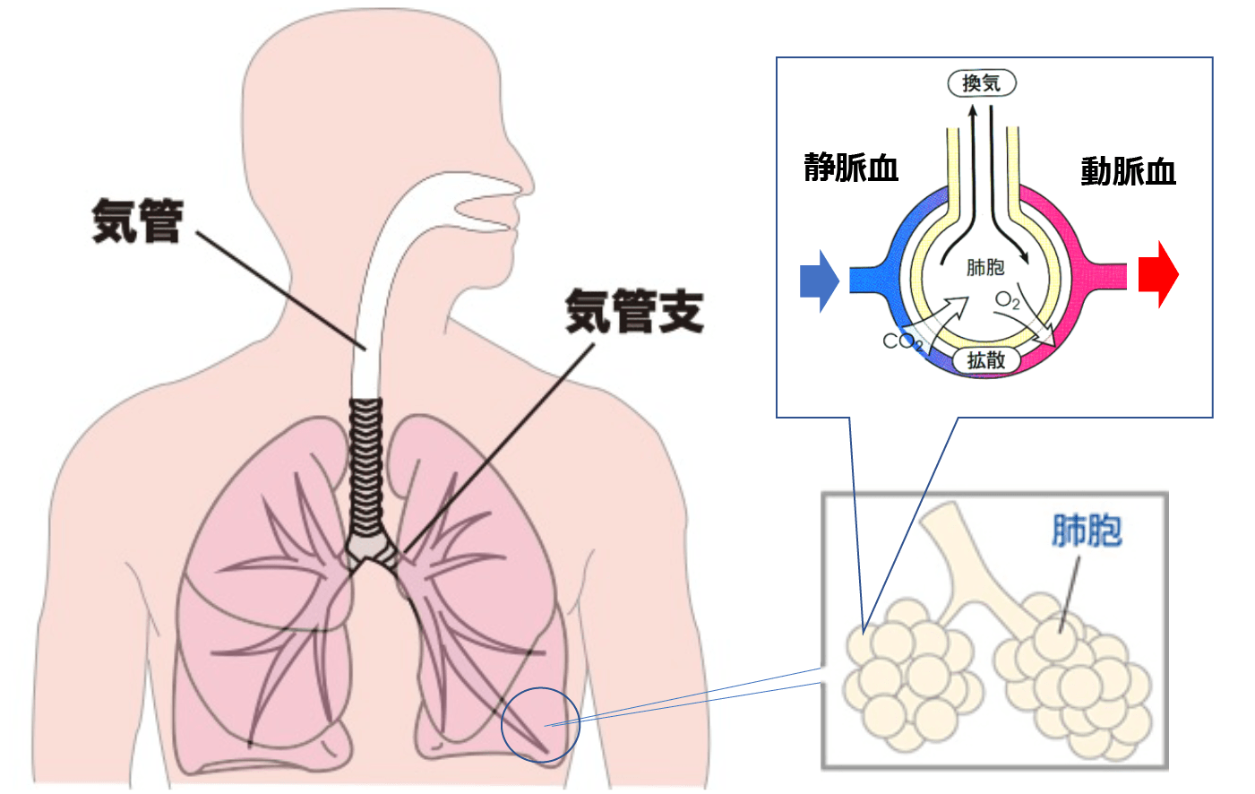 肺の解剖と機能について 診療案内 信州大学 医学部外科学教室 呼吸器外科学分野